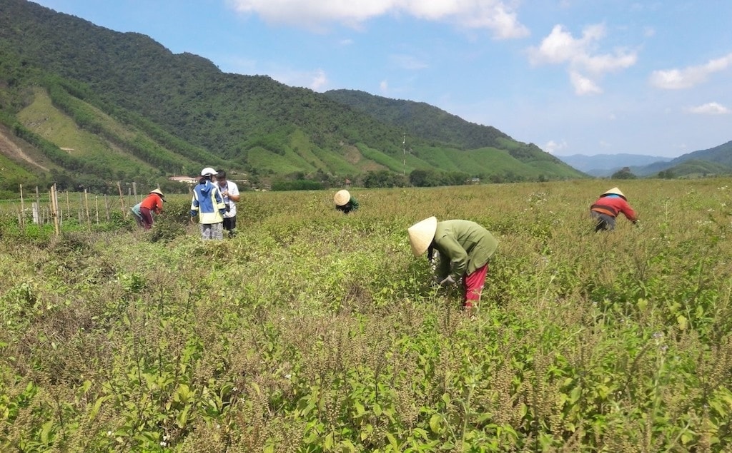Đồng bào DTTS ở xã Ba Lòng trồng cây hương nhu để cung cấp cho HTX trồng và chiết xuất tinh dầu dược liệu Vanpa Đồng bào DTTS ở xã Ba Lòng trồng cây hương nhu để cung cấp cho HTX trồng và chiết xuất tinh dầu dược liệu Vanpa