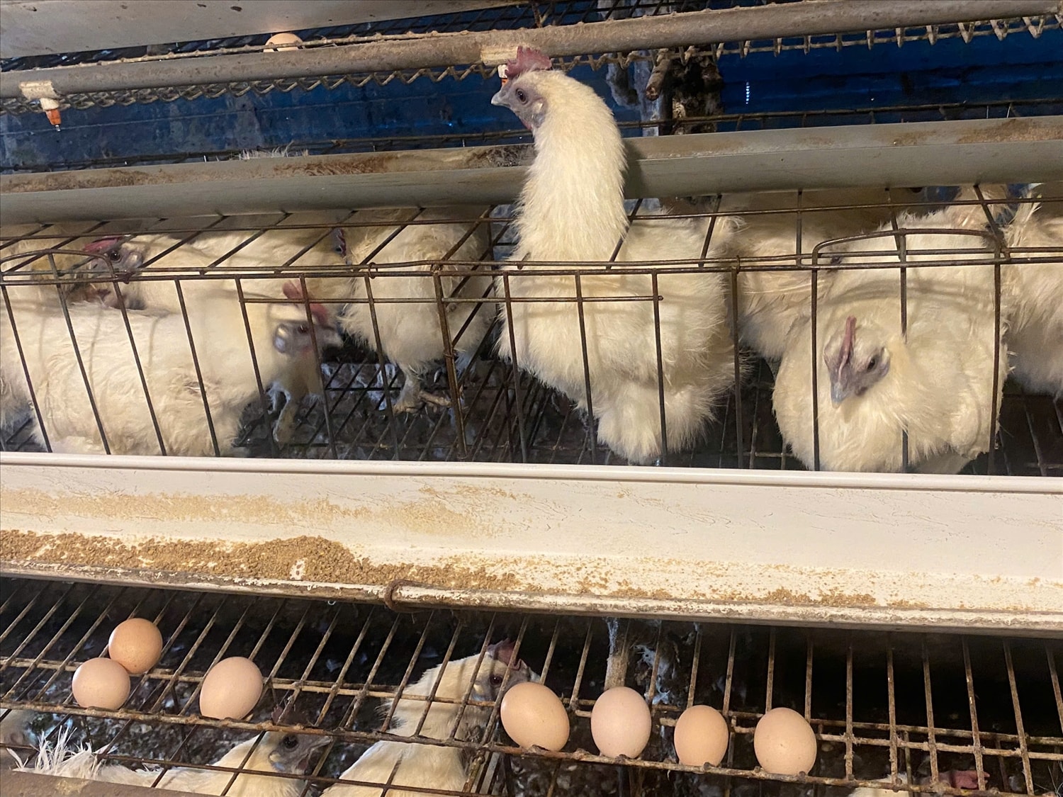 Giống gà ác vợ chồng chị Nhân nhập từ Tiền Giang.