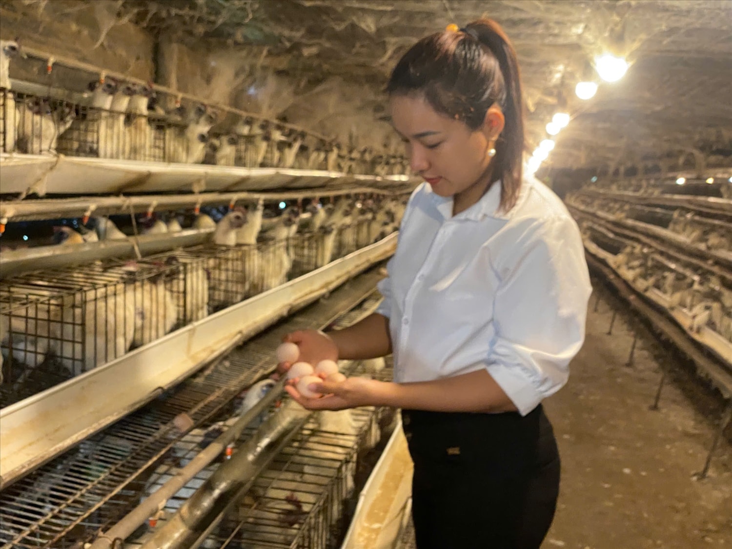 Mô hình nuôi gà ác đẻ trứng của chị Nhân mang lại hiệu quả cao.
