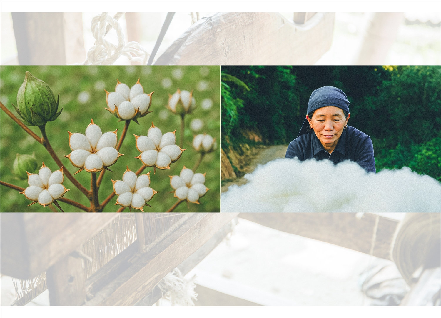 Từ tháng 1, tháng 2, người La Chí đã trồng bông, đến tháng 8, tháng 9 thì bắt đầu vào mùa bật bông dệt vải. Bông khi thu hái vẫn còn chứa hạt, sau khi tách hạt sẽ được bật cho tơi ra, rồi cuộn lại thành từng thỏi nhỏ. Từ tháng 1, tháng 2, người La Chí đã trồng bông, đến tháng 8, tháng 9 thì bắt đầu vào mùa bật bông dệt vải. Bông khi thu hái vẫn còn chứa hạt, sau khi tách hạt sẽ được bật cho tơi ra, rồi cuộn lại thành từng thỏi nhỏ.
