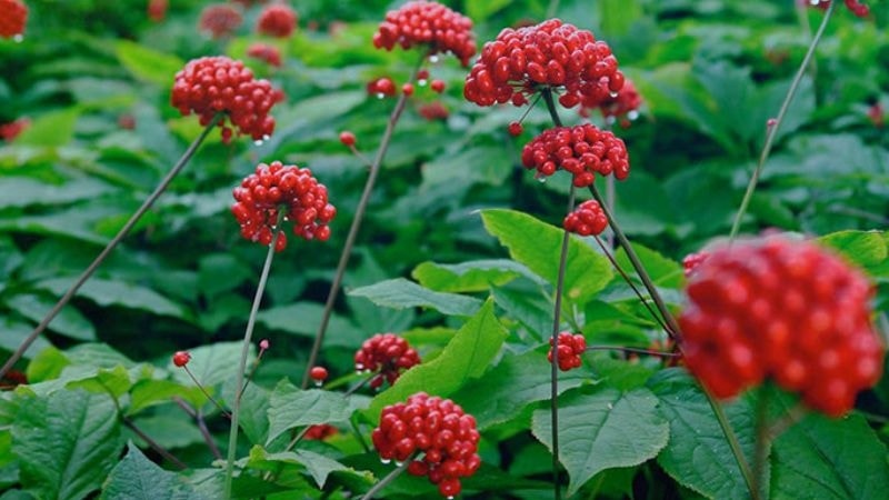 Sâm Ngọc Linh là một trong những loại dược liệu quý