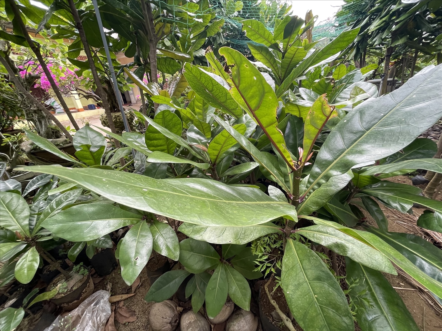 Cây bàng vuông một năm tuổi. Cây bàng vuông một năm tuổi.