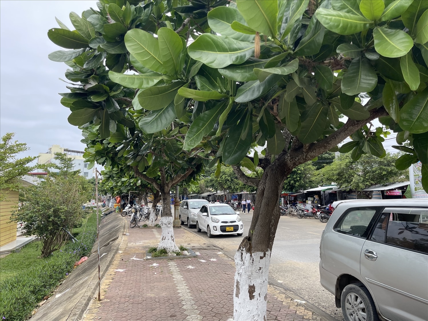 Hàng cây bàng vuông trồng trên trục đường chính ở huyện Lý Sơn, Quảng Ngãi Hàng cây bàng vuông trồng trên trục đường chính ở huyện Lý Sơn, Quảng Ngãi