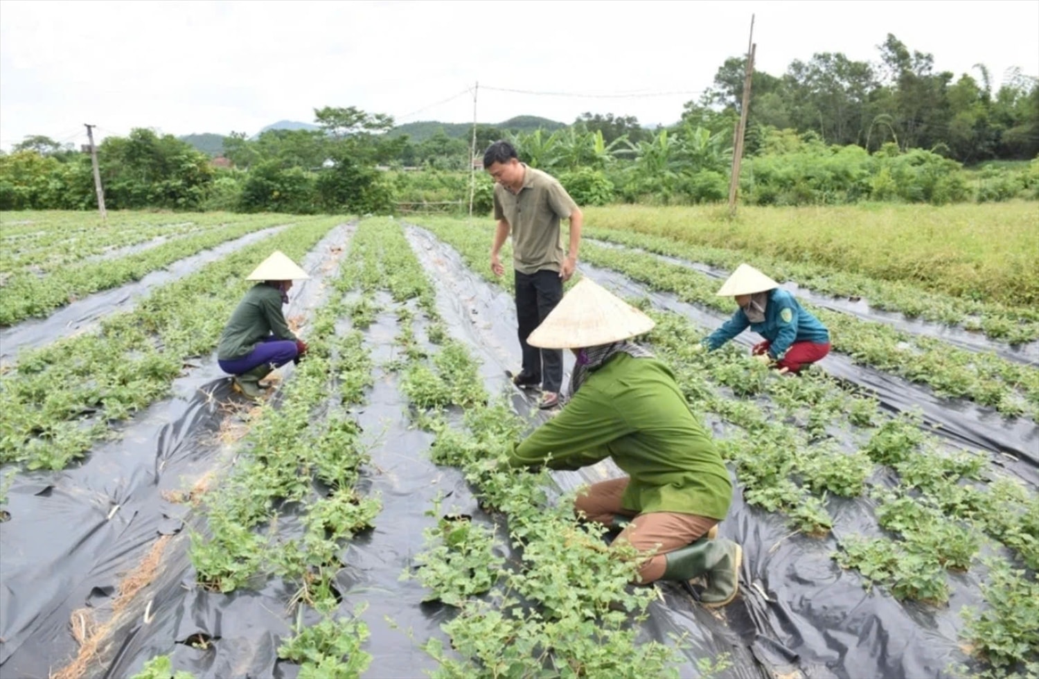 Phát triển dược liệu ở vùng Pù Mát của Công ty cổ phần Dược liệu Pù Mát huyện Con Cuông, tỉnh Nghệ An.