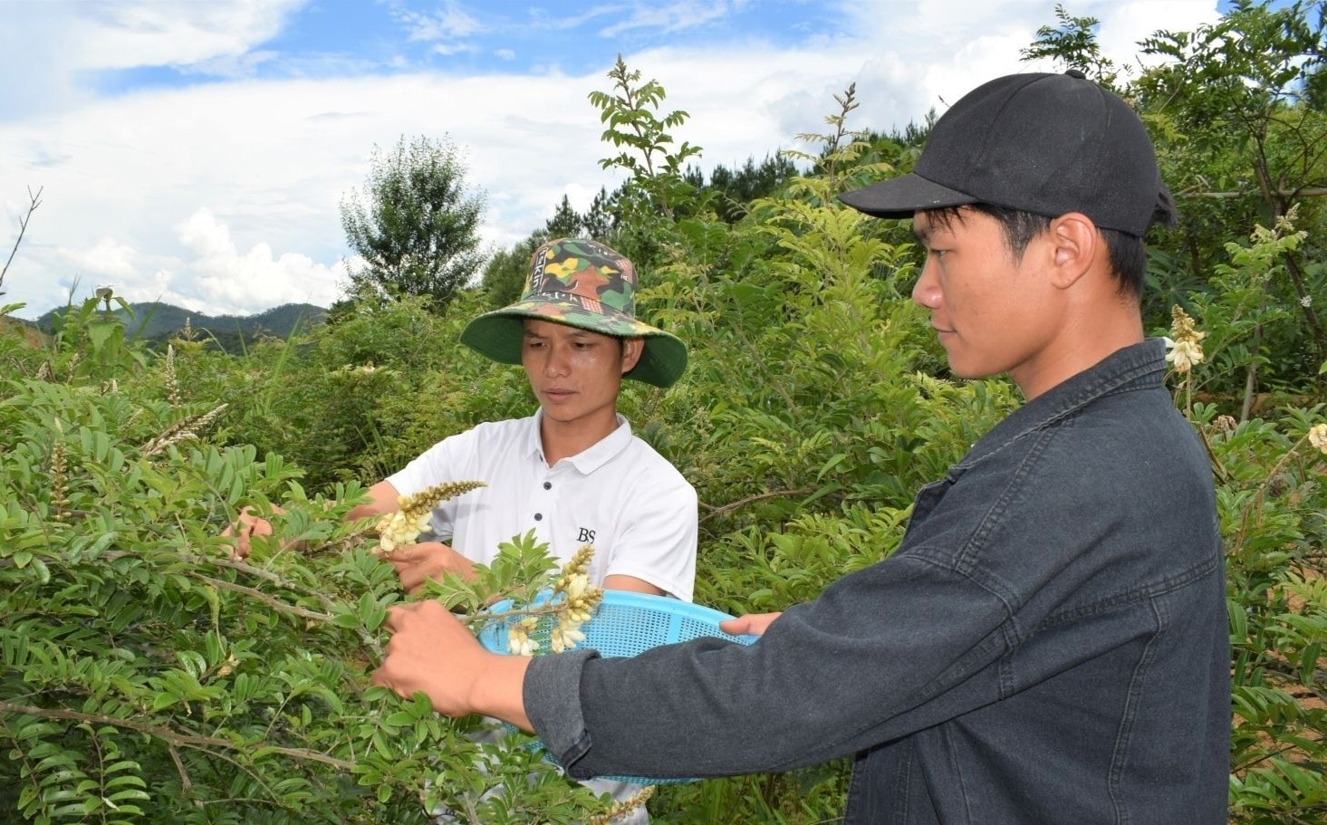 Thu hoạch hoa cây cát sâm để làm trà ở huyện Sốp Cộp, tỉnh Sơn La (Ảnh minh họa).