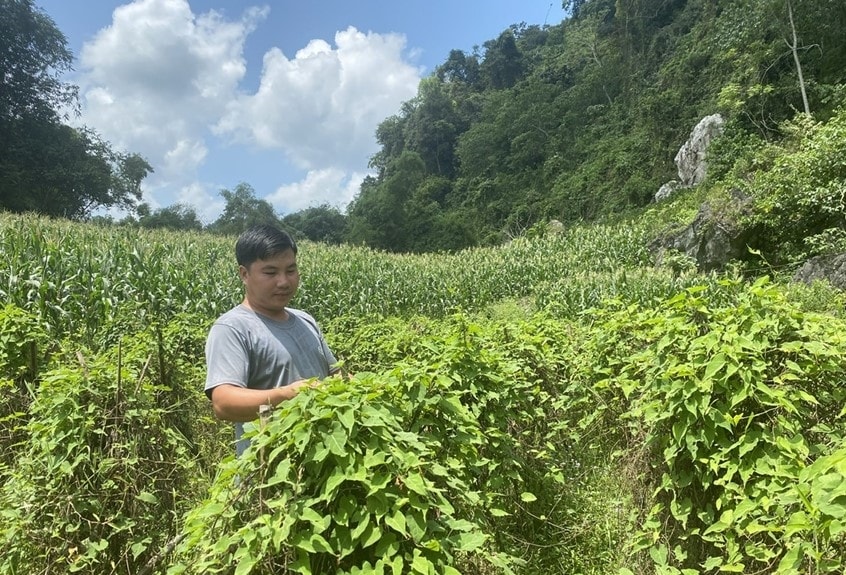 Phát triển cây dược liệu cà gai leo tại Hợp tác xã nông lâm thủy sản Hoàng Duy, xã Văn Lang, huyện Na Rì, tỉnh Bắc Kạn (Ảnh minh họa).