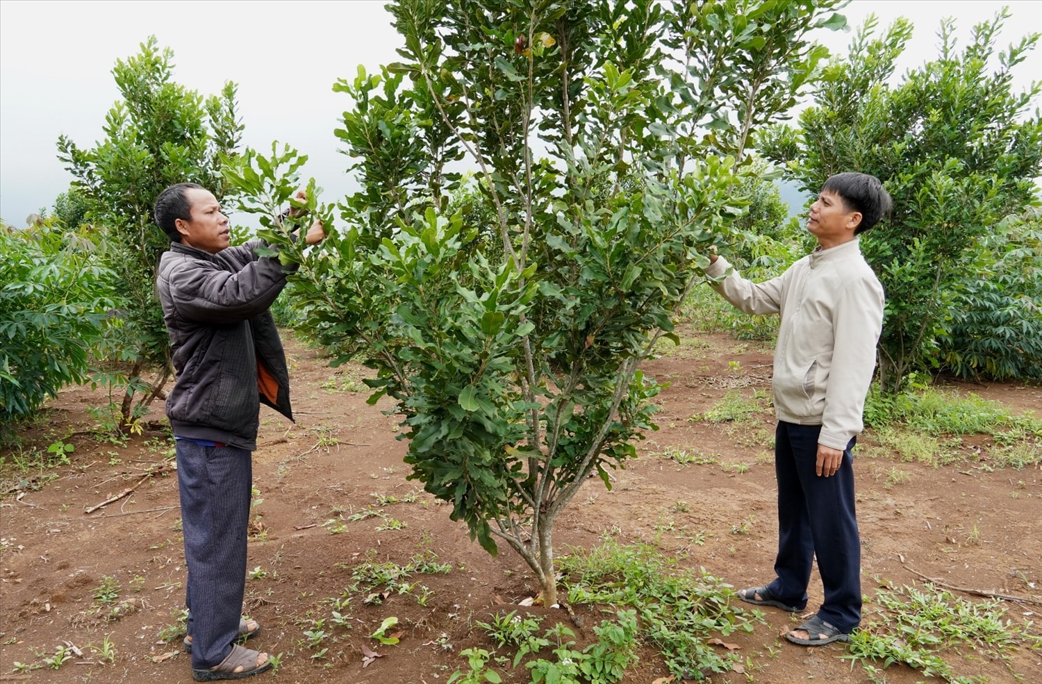 Cây mắc ca giúp nâng cao thu nhập cho đồng bào DTTS ở Đăk Glei