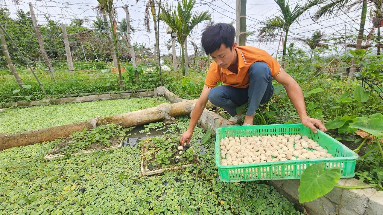 Chàng thanh niên trẻ Vũ Hồng Thái, thôn 14 với mô hình nuôi ốc bươu là một trong những điển hình trong phát triển kinh tế Chàng thanh niên trẻ Vũ Hồng Thái, thôn 14 với mô hình nuôi ốc bươu là một trong những điển hình trong phát triển kinh tế