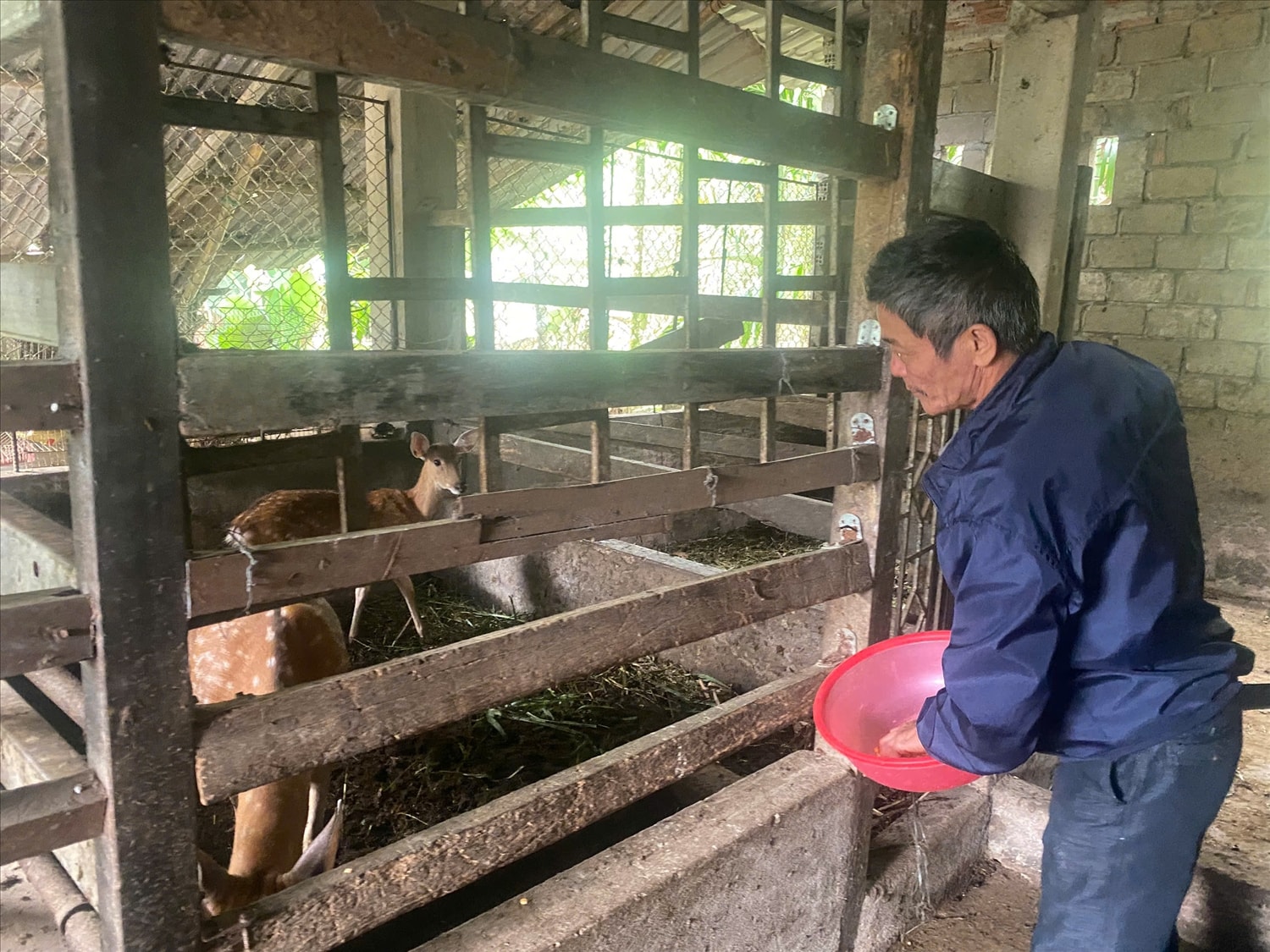 Ông Sinh đầu tư nuôi hươu ở huyện miền núi Bắc Trà My.