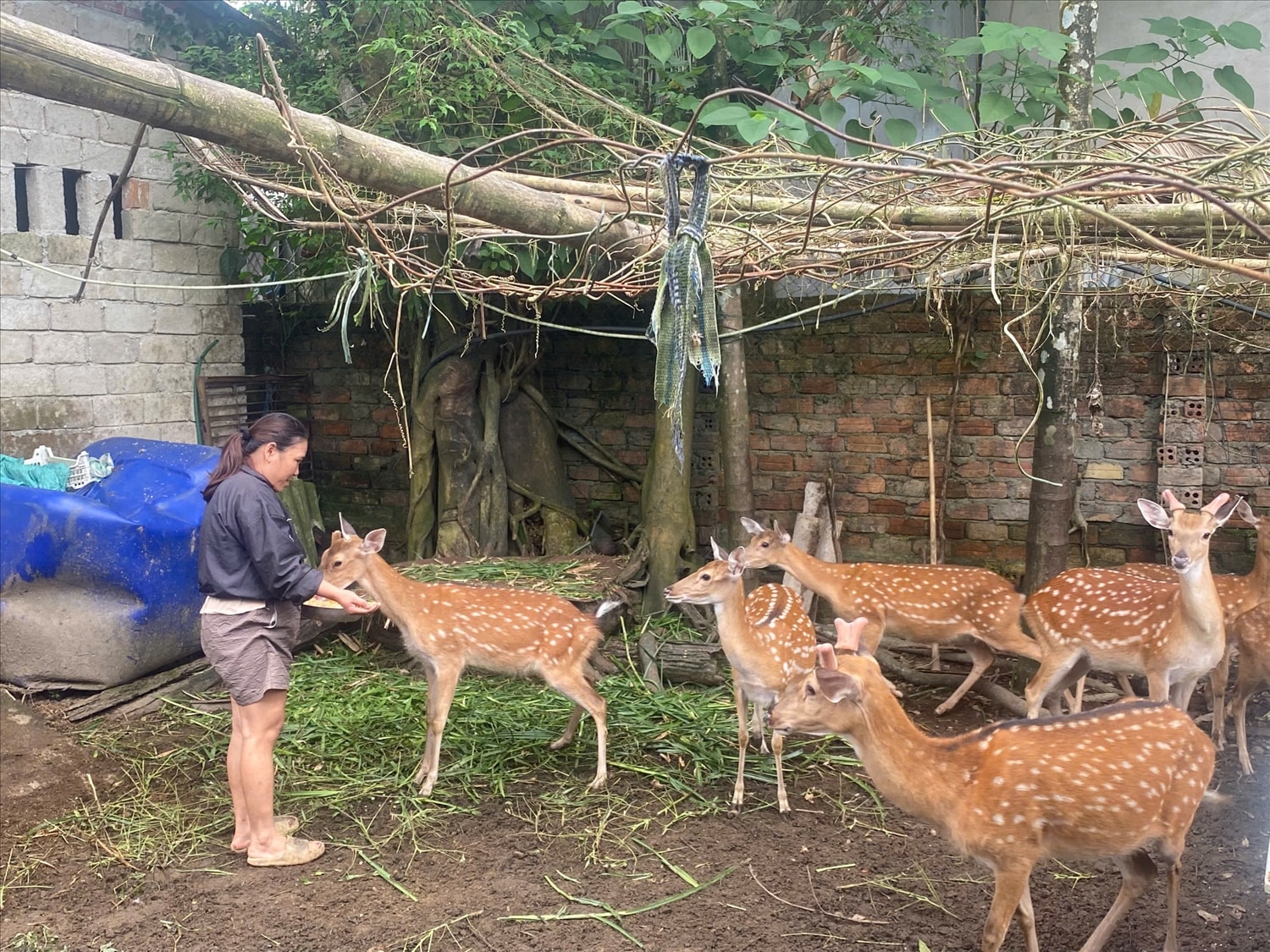 Người dân miền núi ở Quảng Nam ngày càng khấm khá nhờ nuôi hươu lấy nhung.