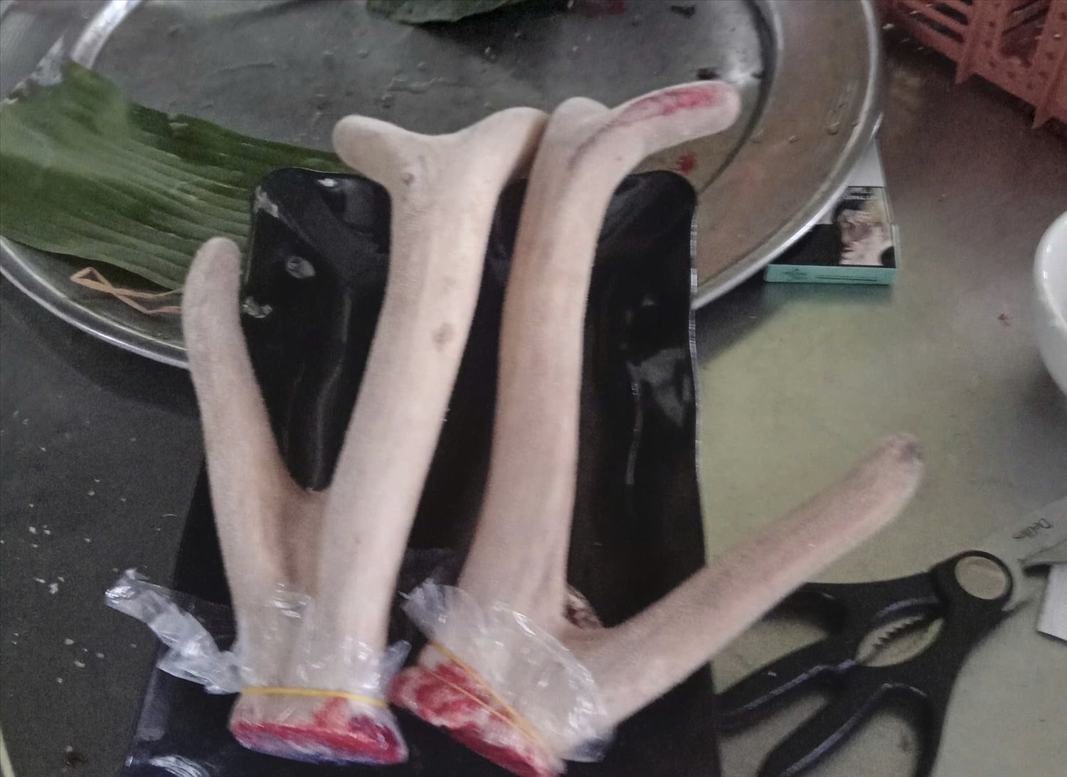 Với giá 12 - 14 triệu đồng/kg nhung hươu, nhiều người dân ở các huyện miền núi Quảng Nam đã có thu nhập ổn định.