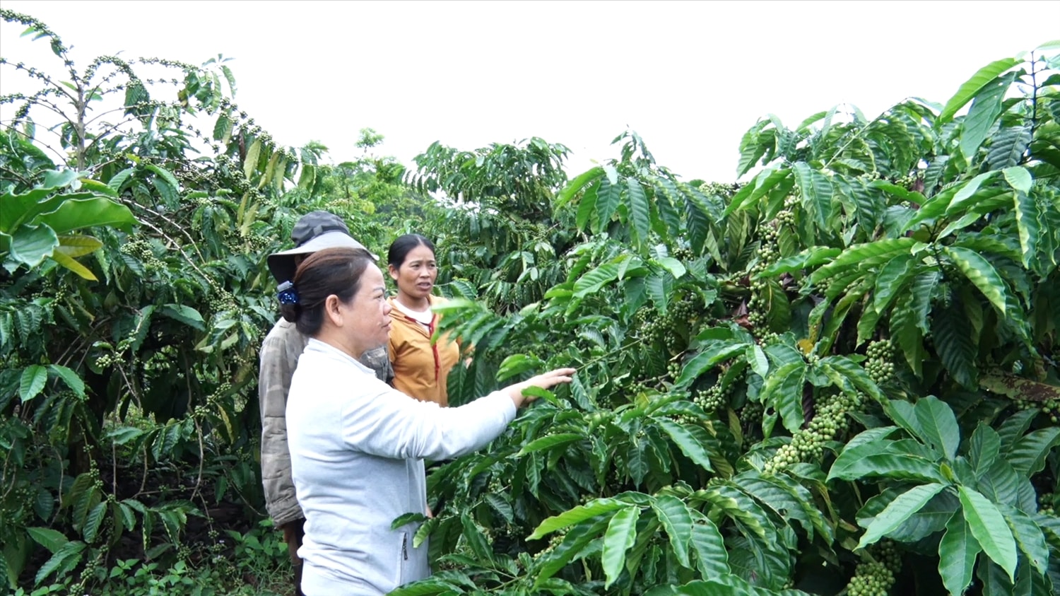 Cây cà phê mang lại cuộc sống ấm no cho đồng bào Xơ Đăng ở xã Đăk Ui Cây cà phê mang lại cuộc sống ấm no cho đồng bào Xơ Đăng ở xã Đăk Ui