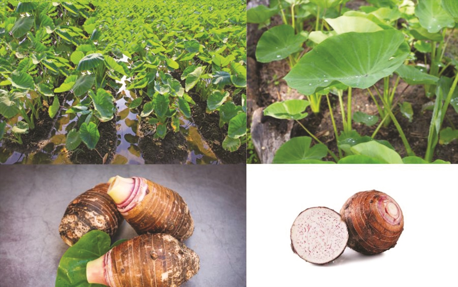 (Tổng hợp) Kỹ thuật trồng khoai môn hiệu quả