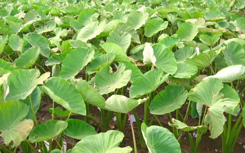 (Tổng hợp) Kỹ thuật trồng khoai môn hiệu quả 1