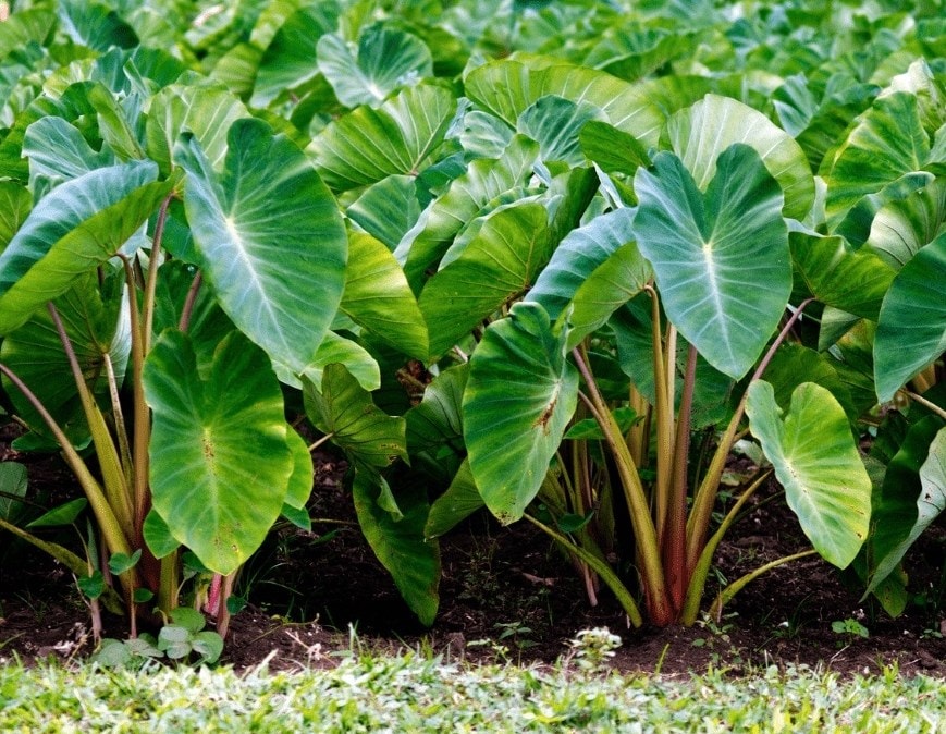 (Tổng hợp) Kỹ thuật trồng khoai môn hiệu quả 2