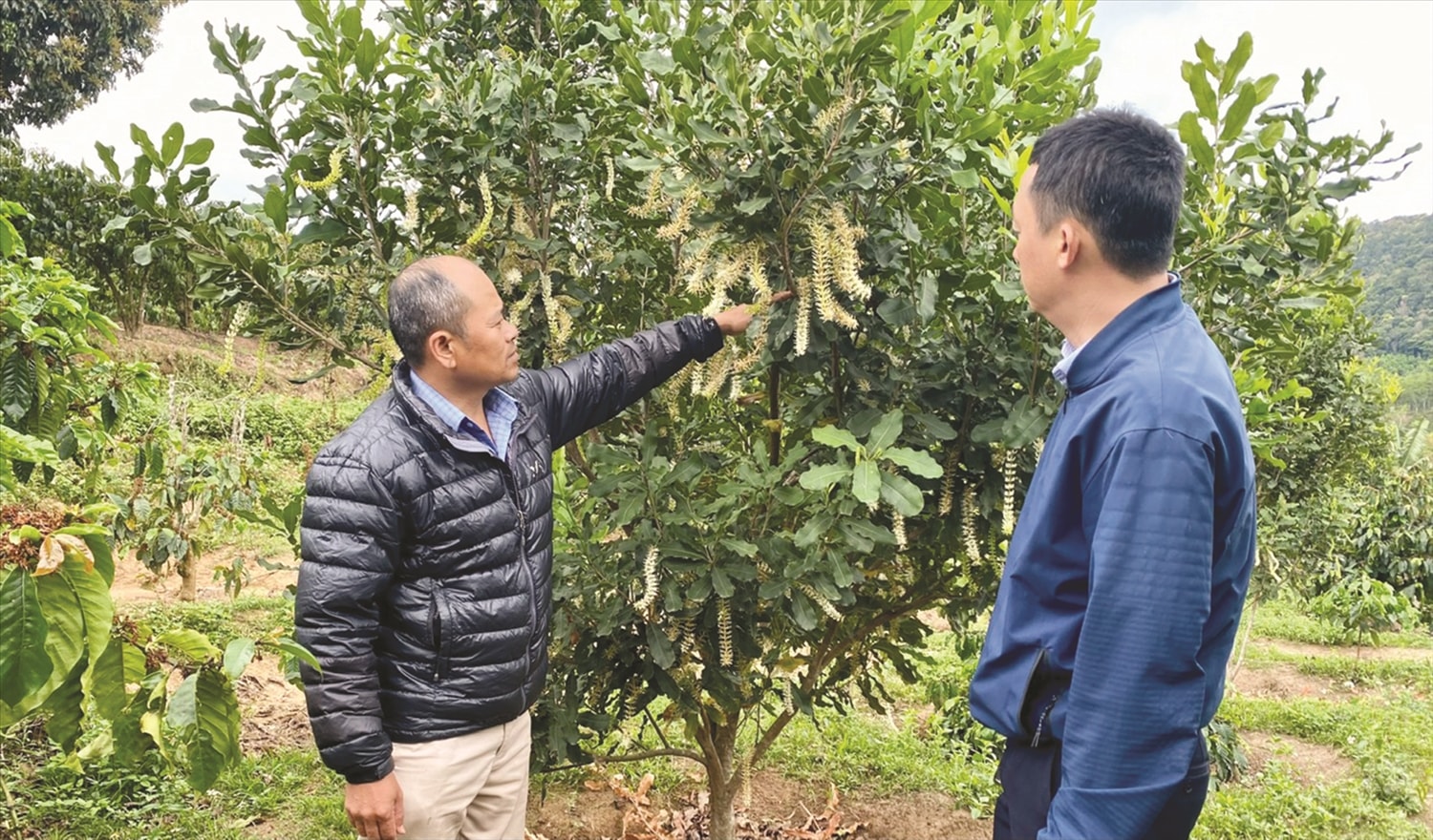 Nhiều hộ đồng bào DTTS đã mạnh dạn đầu tư trồng cây mắc ca, với kỳ vọng nâng cao nguồn thu nhập