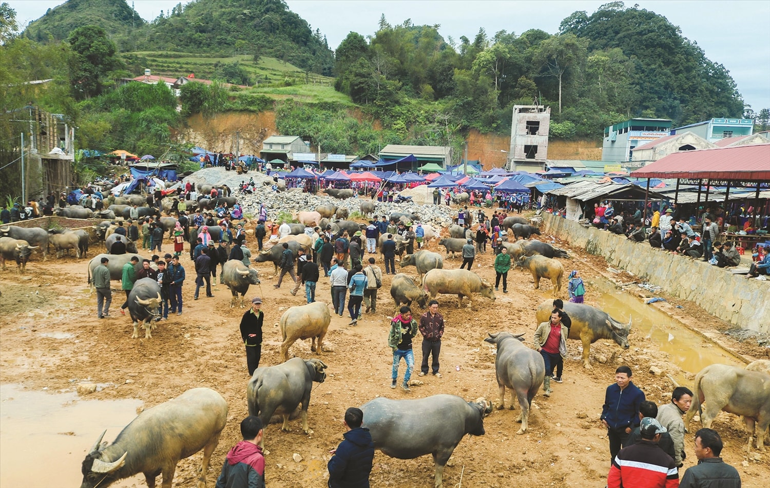 “Sàn giao dịch trâu” miền biên ải