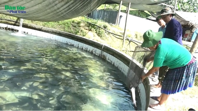 Vợ chồng ông Châu chăm sóc đàn cá tầm Vợ chồng ông Châu chăm sóc đàn cá tầm