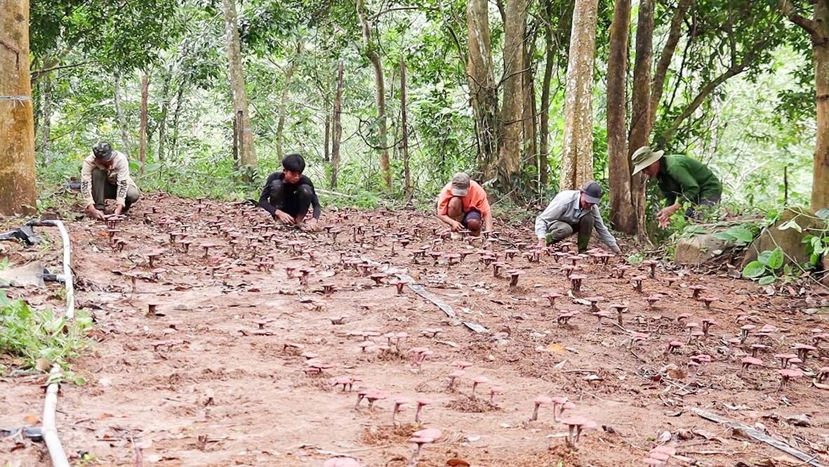 Quảng Trị: Lợi ích “kép” từ mô hình trồng nấm linh chi đỏ dưới tán rừng 