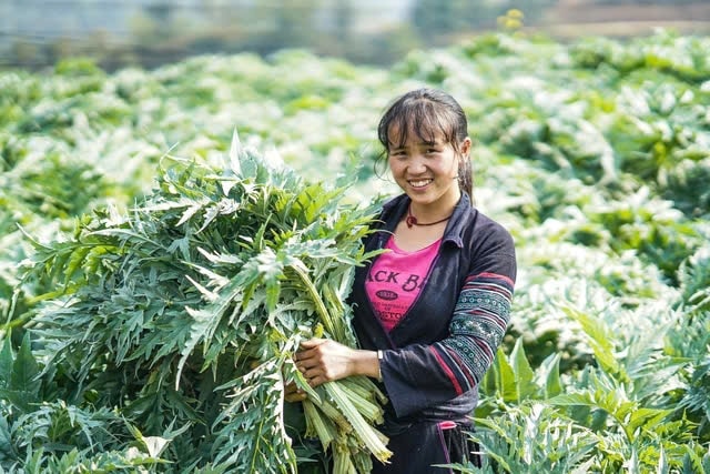 Dự án hỗ trợ vùng được liệu quý tại Sa Pa đang chậm tiến độ do vướng mắc về cơ chế, chính sách Dự án hỗ trợ vùng được liệu quý tại Sa Pa đang chậm tiến độ do vướng mắc về cơ chế, chính sách