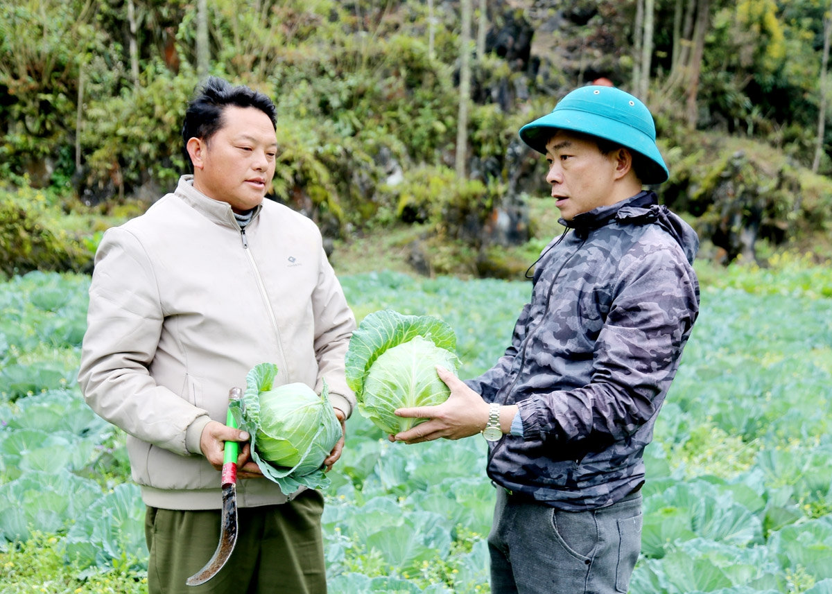Anh Giàng Seo Chô (trái) giới thiệu vườn bắp cải trái vụ chuẩn bị cho thu hoạch