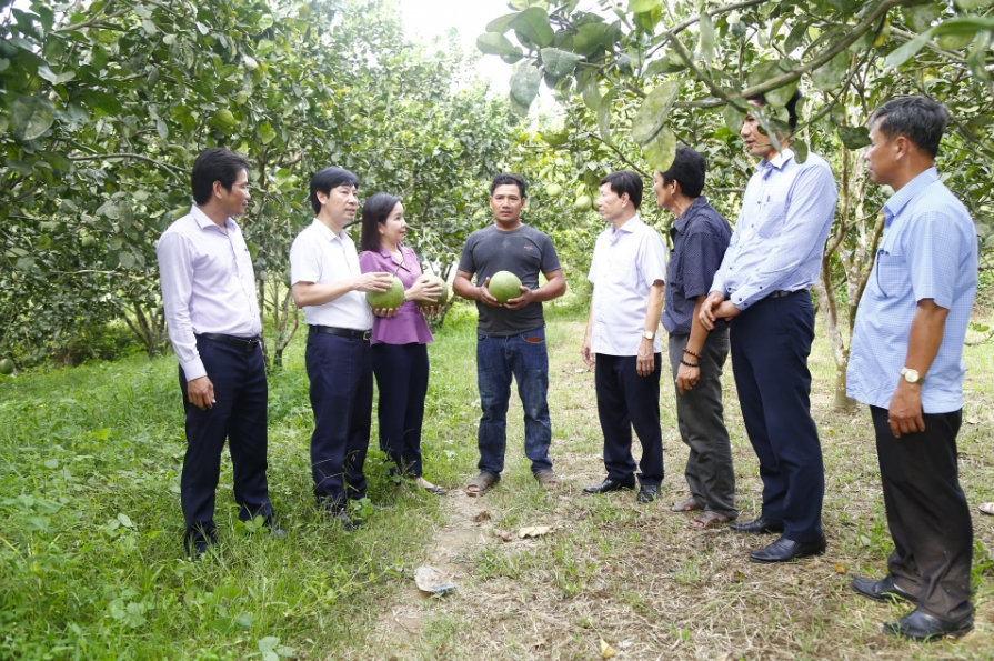 Nhờ nguồn vốn vay NHCSXH, nhiều người dân Khánh Vĩnh đầu tư trồng bưởi, vươn lên thoát nghèo