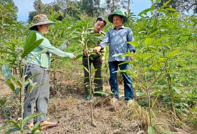 Việc hỗ trợ sản xuất đã và đang góp phần nâng cao đời sống đồng bào DTTS huyện M’Drắk, tỉnh Đắk Lắk (Ảnh minh họa).
