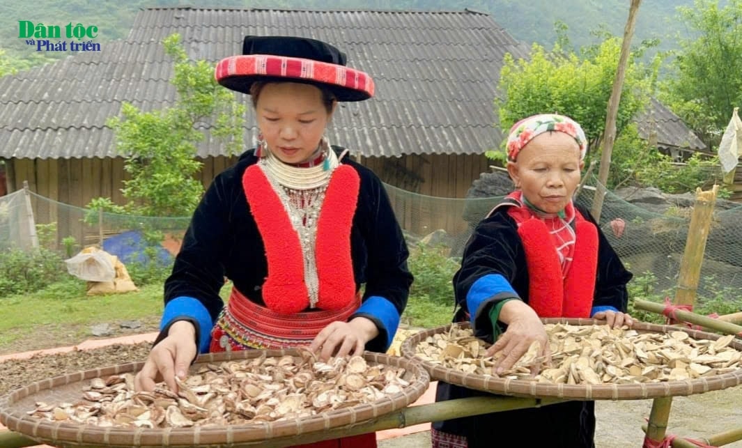 Dù đã trở thành một trong những biểu tượng văn hóa nổi bật nhất của người Dao, nghề thuốc cũng đang phải học cách sinh tồn trước những sức ép của thời đại. Dù đã trở thành một trong những biểu tượng văn hóa nổi bật nhất của người Dao, nghề thuốc cũng đang phải học cách sinh tồn trước những sức ép của thời đại.