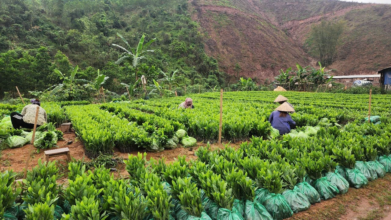 Tại các vườn, giá keo giống tăng vọt 