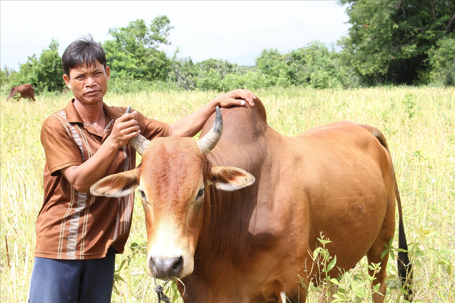 Anh Pupu Ná ở thôn Đồng Dày, xã Phước Trung chăn nuôi bò  lai Sind, cho thu nhập cao. 