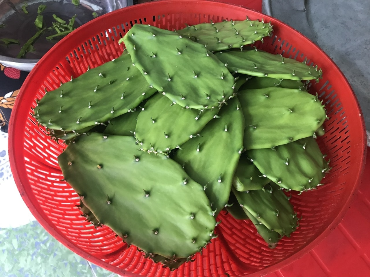 Miếng lưỡi rồng non, trước khi chế biến.  Ảnh: H.H.THẾ.