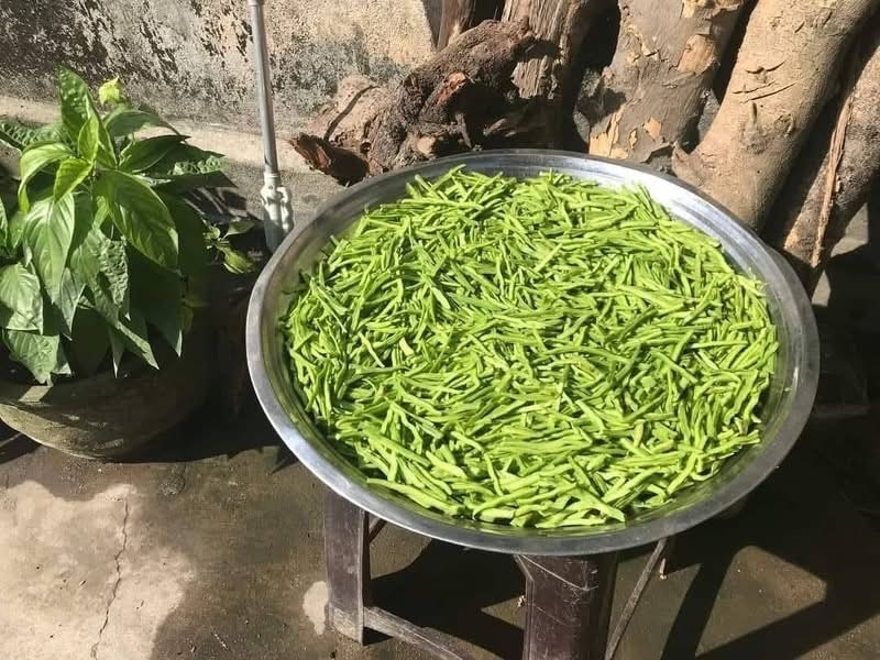 Trước khi nấu canh, lưỡi rồng non được xắc/thái phơi qua nắng để heo héo  Ảnh: H.H.THẾ.