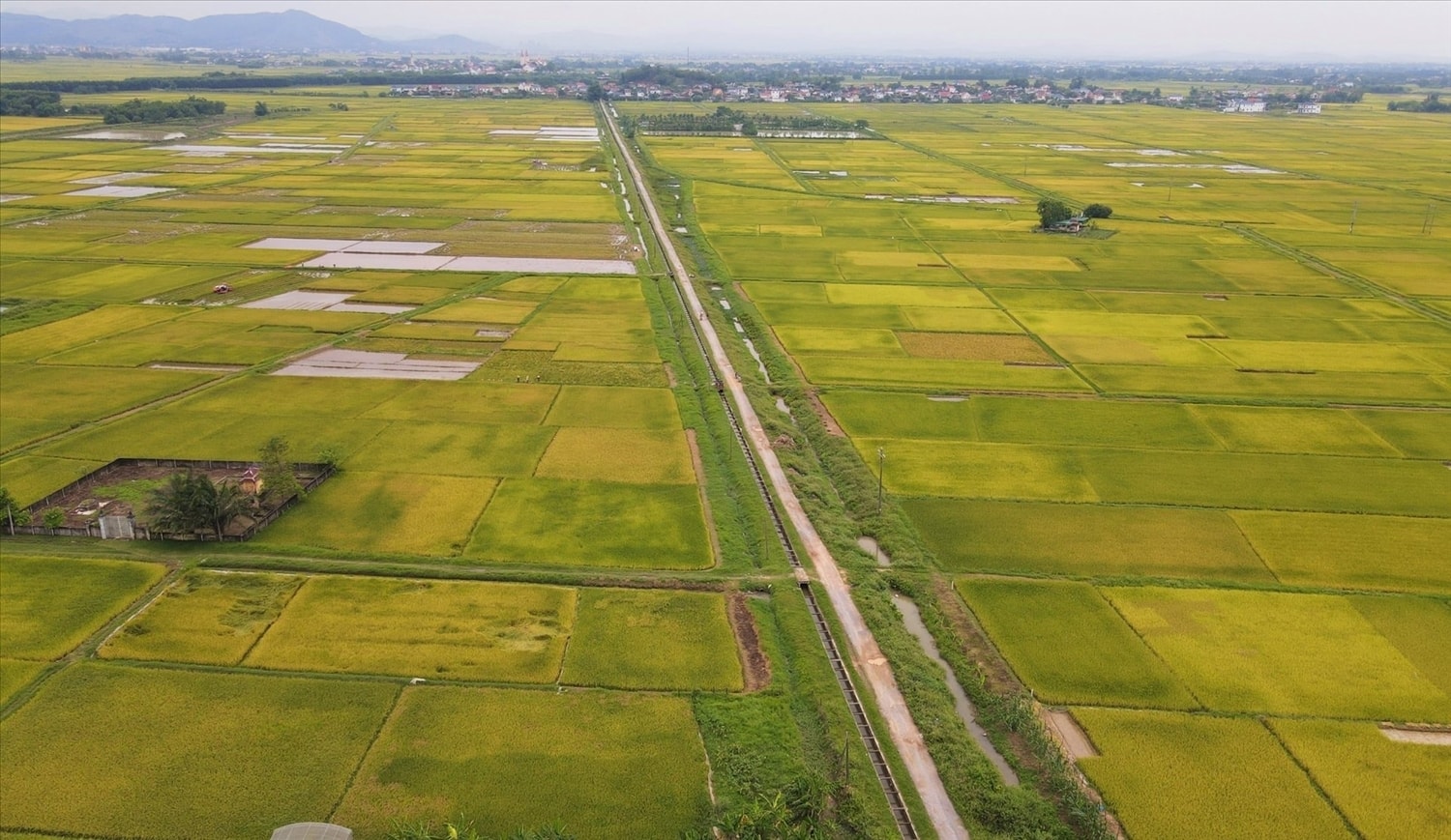 Hàng ngàn ha lúa xuân 2025 ở Nghệ An có nguy cơ mất trắng
