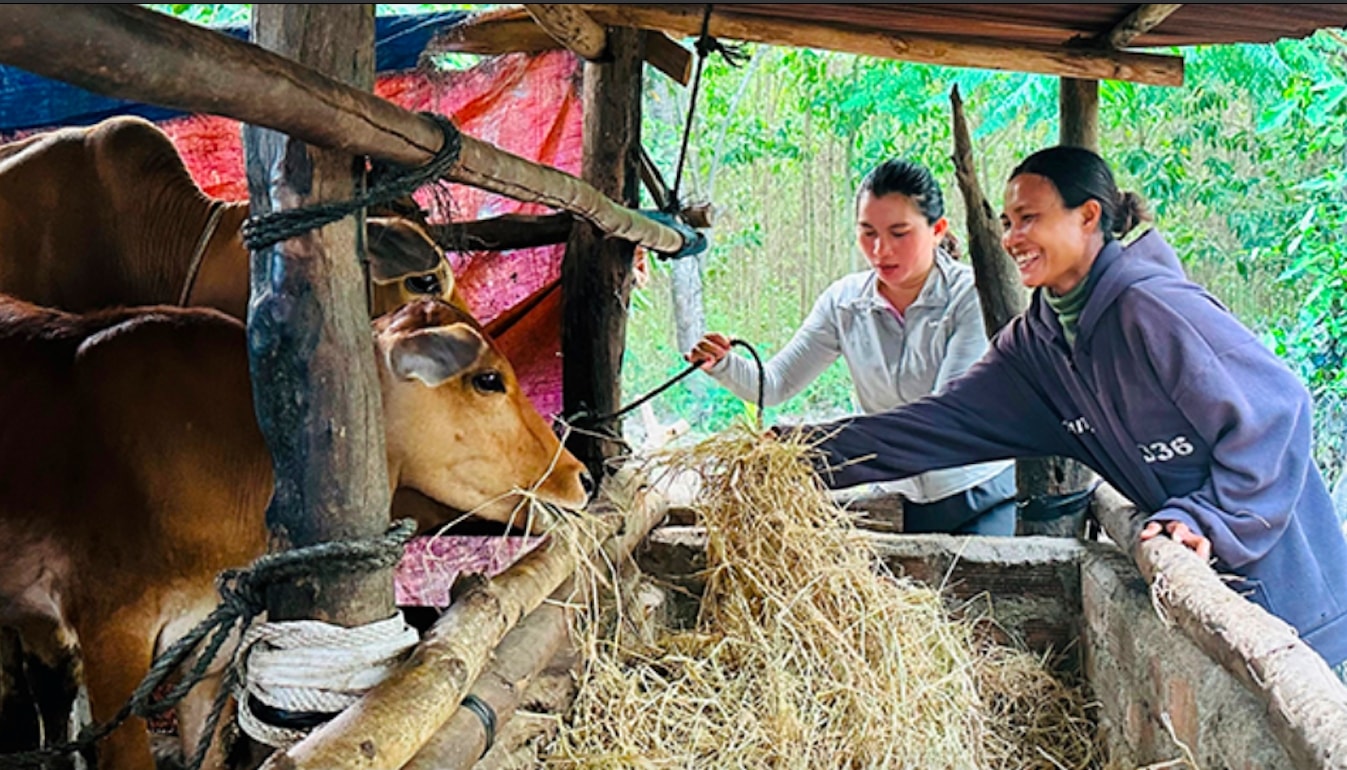 Nhiều hộ nghèo ở Vân canh được hỗ trợ bò để phát triển sản xuất, vươn lên thoát nghèo