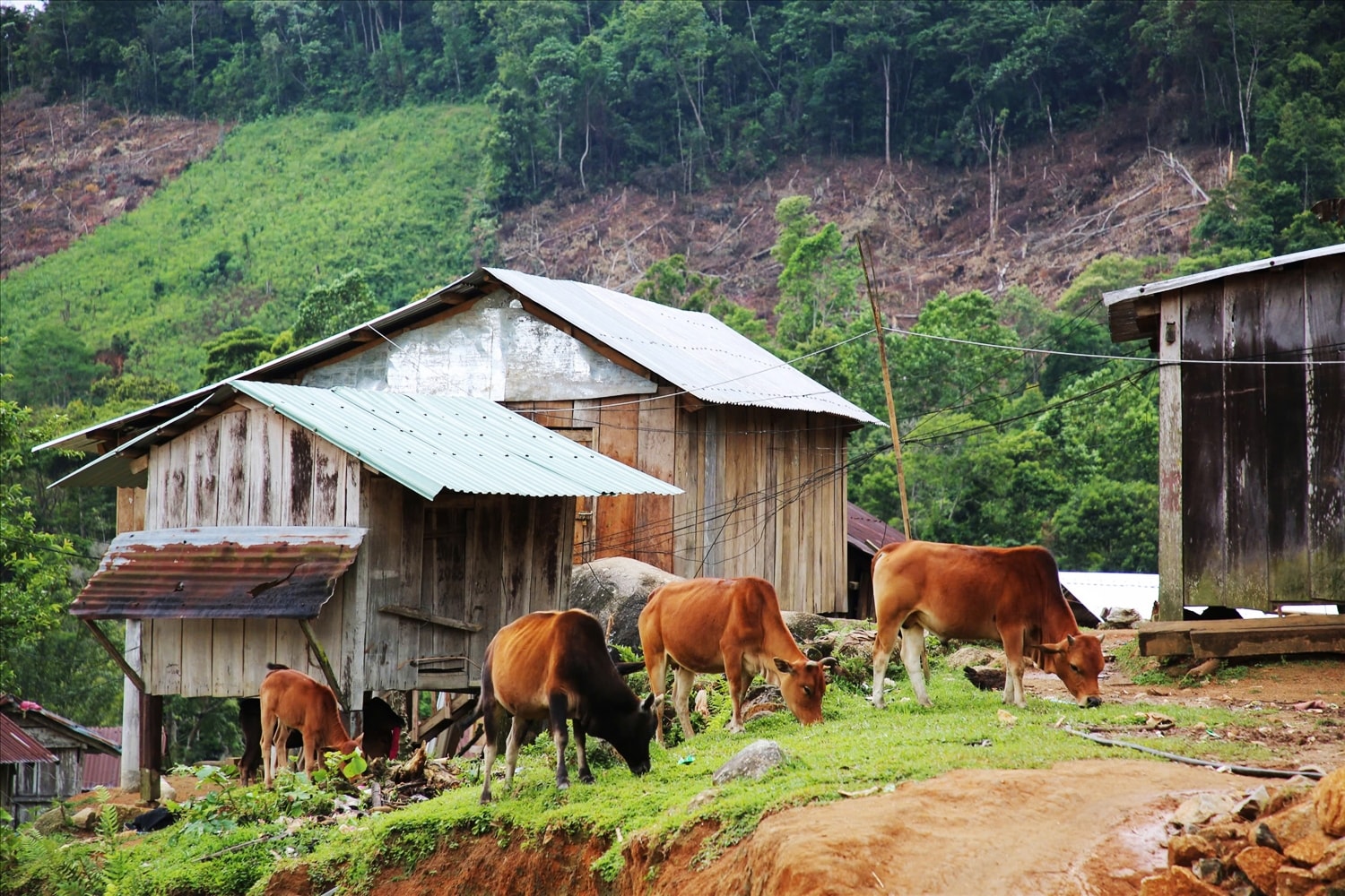 Một góc của thôn 3, xã Trà Vinh, huyện Nam Trà My, tỉnh Quảng Nam Một góc của thôn 3, xã Trà Vinh, huyện Nam Trà My, tỉnh Quảng Nam