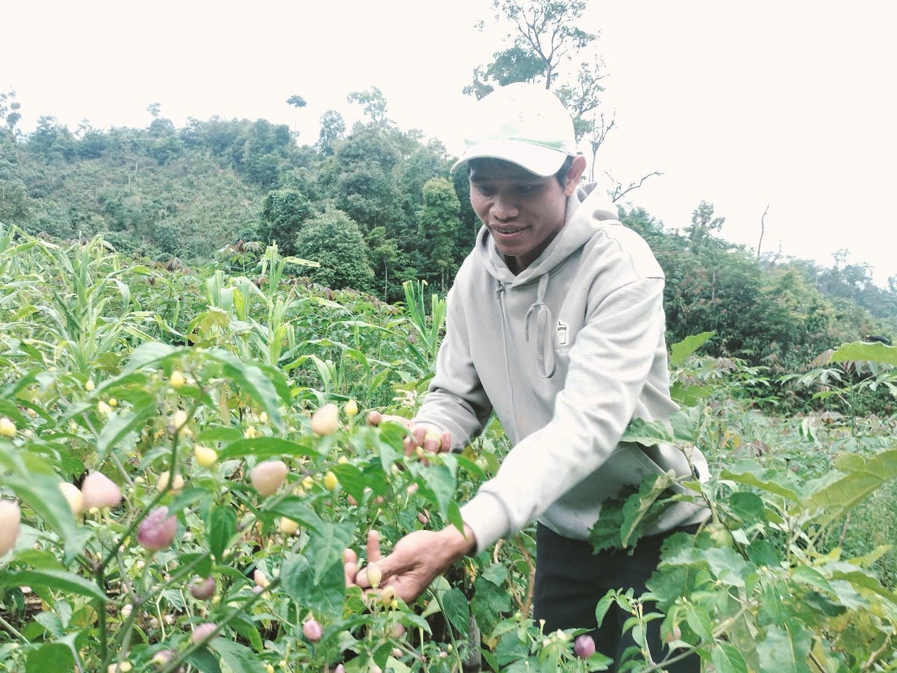 Giữa muôn vàn khó khăn, anh Nguyễn Văn Nhơn vẫn nổ lực trồng trọt, chăn nuôi để cải thiện sinh kế. Giữa muôn vàn khó khăn, anh Nguyễn Văn Nhơn vẫn nổ lực trồng trọt, chăn nuôi để cải thiện sinh kế.