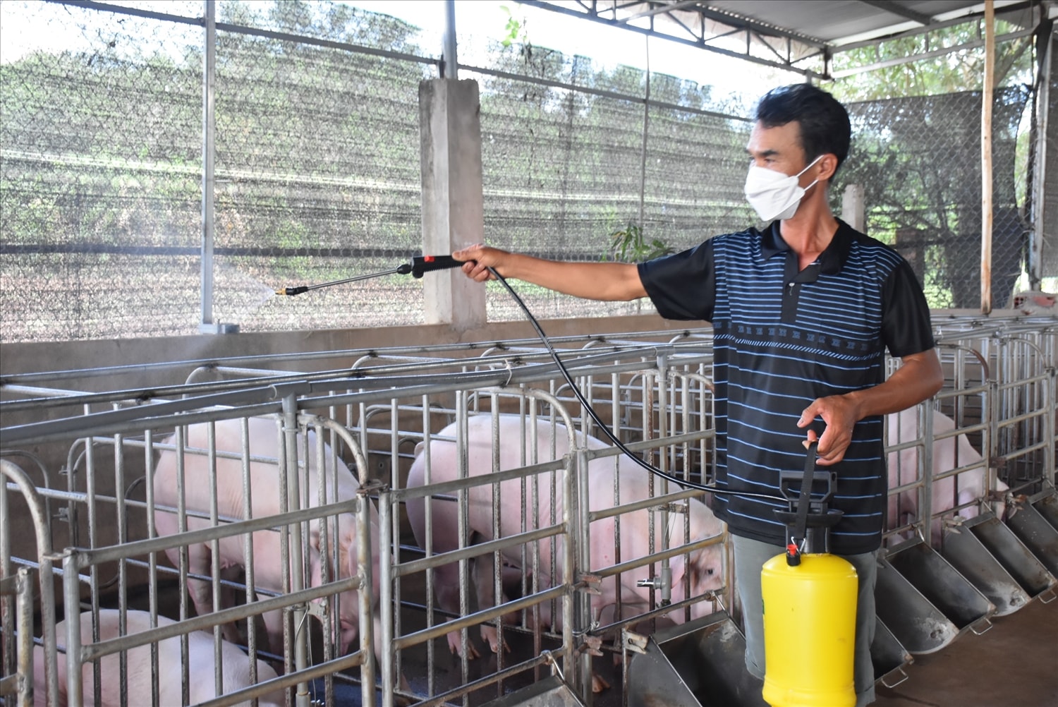 Một mô hình sản xuất hiện đại không thể thiếu chuỗi giá trị liên kết giữa doanh nghiệp – hợp tác xã – nông hộ. Những liên kết này giúp kiểm soát chặt chẽ vật tư đầu vào, quy trình sản xuất, giết mổ và tiêu thụ, đồng thời tạo ra động lực lan tỏa và chia sẻ rủi ro trong toàn chuỗi.  Ảnh: Hồng Phúc
