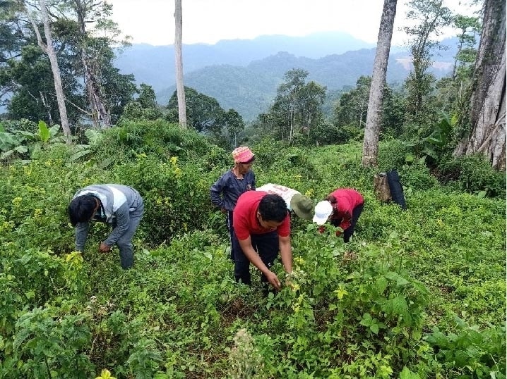 Phát triển cây dược liệu dưới tán rừng đang là hướng phát triển kinh tế hiệu quả ở vùng đồng bào DTTS và miền núi tỉnh Quảng Nam (Ảnh minh họa).