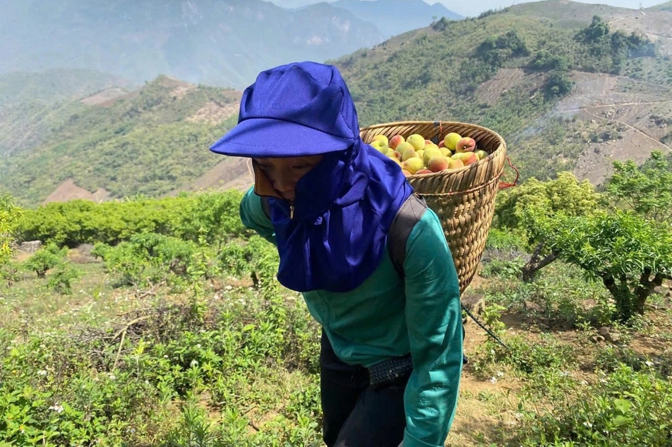  Sáng nào chị Gia Thị Nính cũng hái được khoảng 20kg, bán với giá từ 25.000 – 30.000 đồng/kg