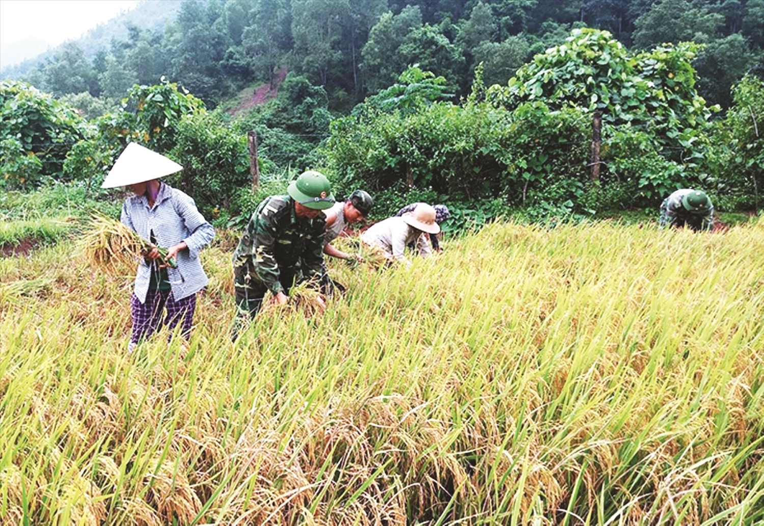 Triển khai Chương trình MTQG 1719, chính sách hỗ trợ sinh kế đã và đang phát huy hiệu quả  gúp đồng bào Chứt ở Quảng Bình ngày càng no đủ