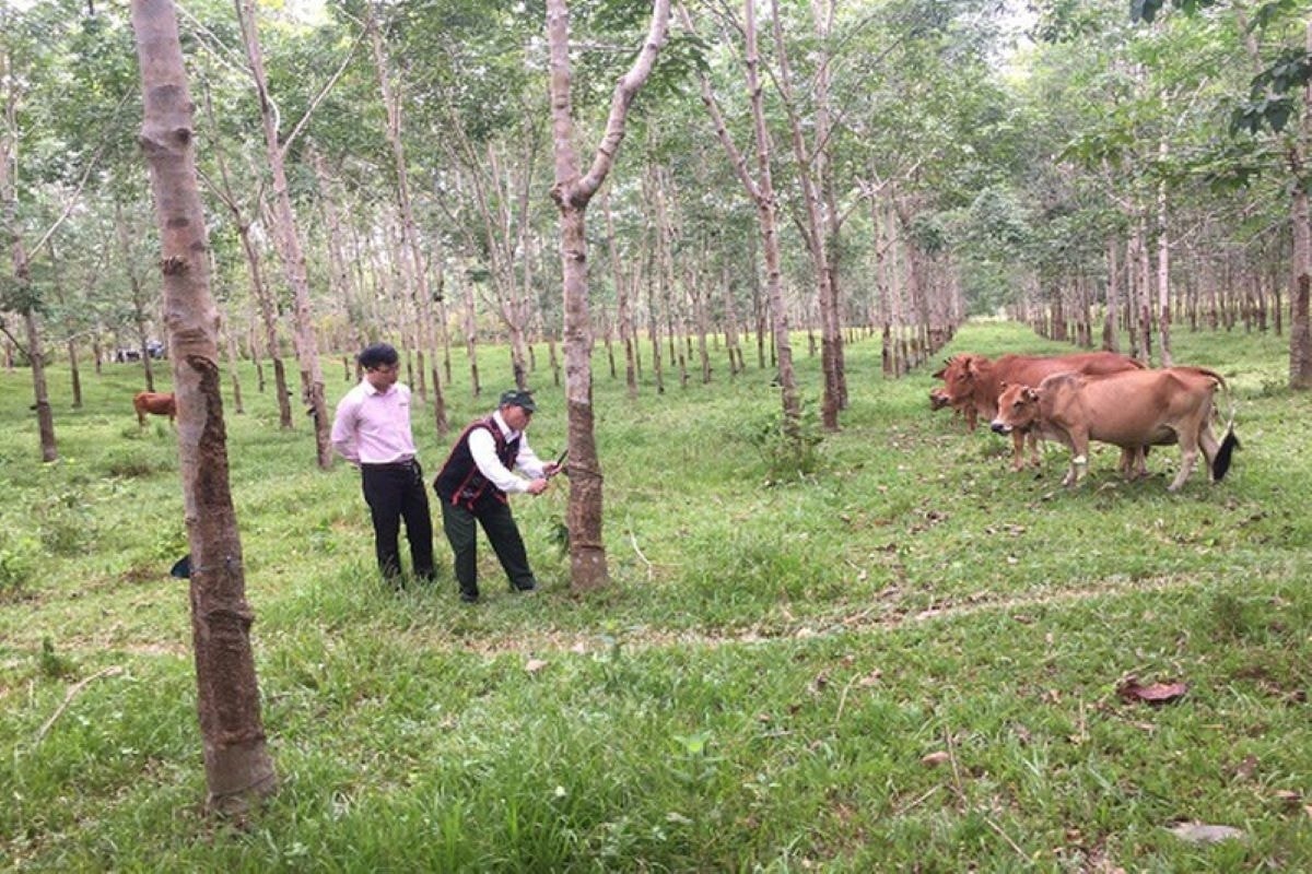 Cùng với đi xuất khẩu lao động, chính sách hỗ trợ sinh kế trong chương trình MTQG 1719, đã và đang từng ngày nâng cao chất lượng cuộc sống của đồng bào DTTS ở huyện Phú Lộc   