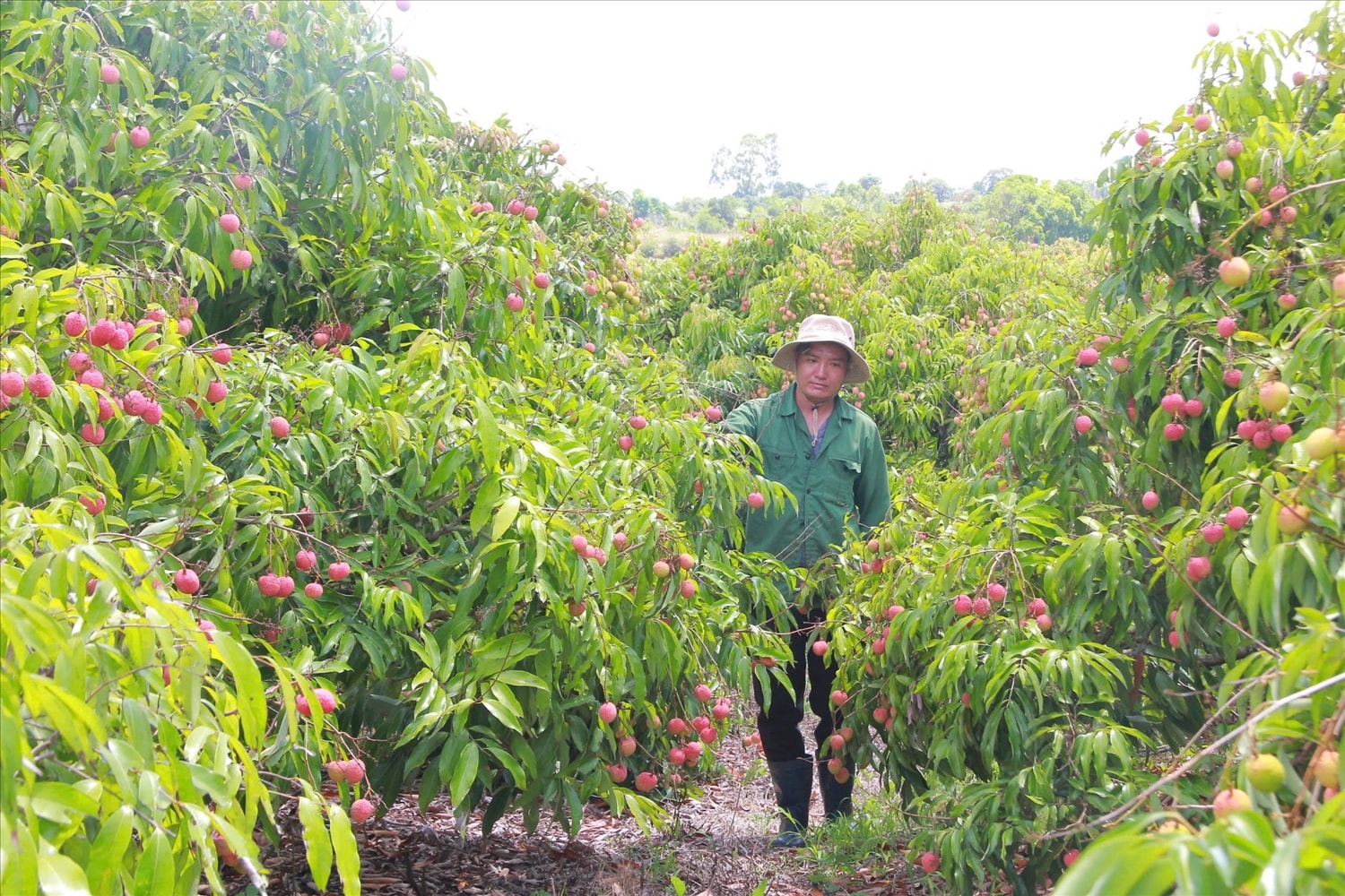 Tỉnh Đắk Lắk hiện có hơn 3.000ha vải Tỉnh Đắk Lắk hiện có hơn 3.000ha vải