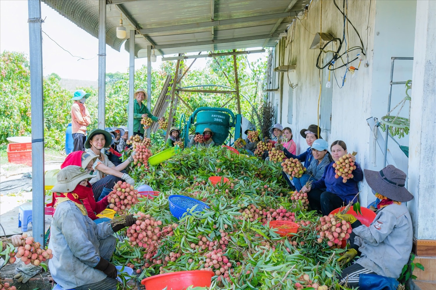 Mùa thu hoạch vải tạo công ăn việc làm thời vụ cho nhiều lao động nông thôn Mùa thu hoạch vải tạo công ăn việc làm thời vụ cho nhiều lao động nông thôn