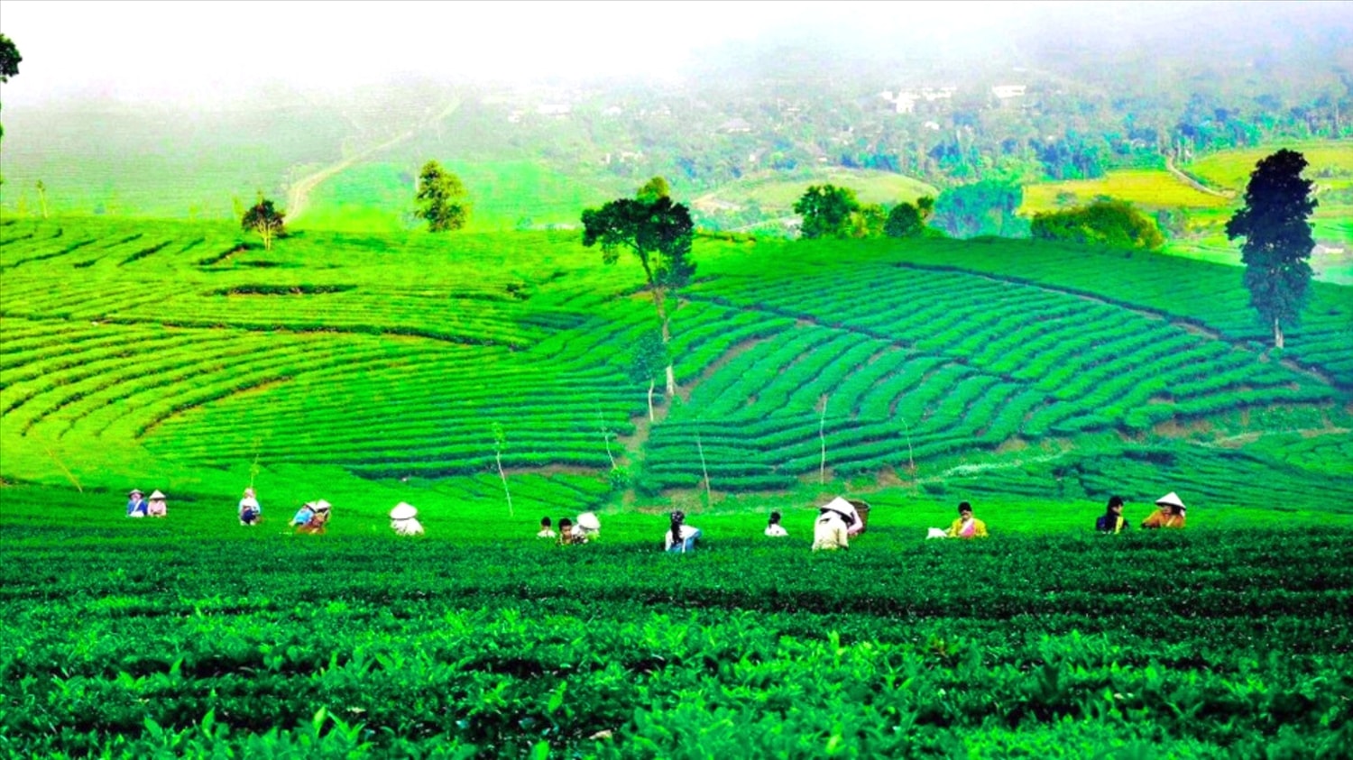 Cây chè đang mang lại cuộc sống ấm no cho người dân ở Lai Châu.