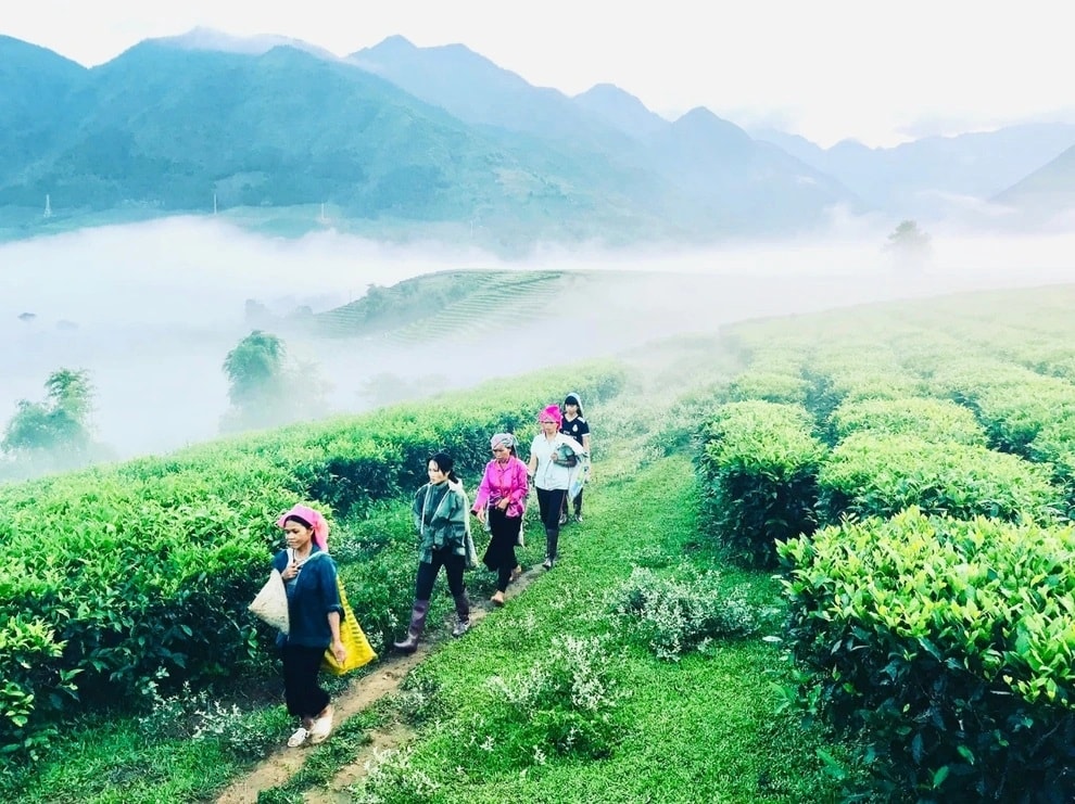 Khung cảnh đồi chè Tân Uyên mờ ảo trong làn sương sớm (Ảnh: Sở Văn hóa - Thể thao và Du lịch Lai Châu).