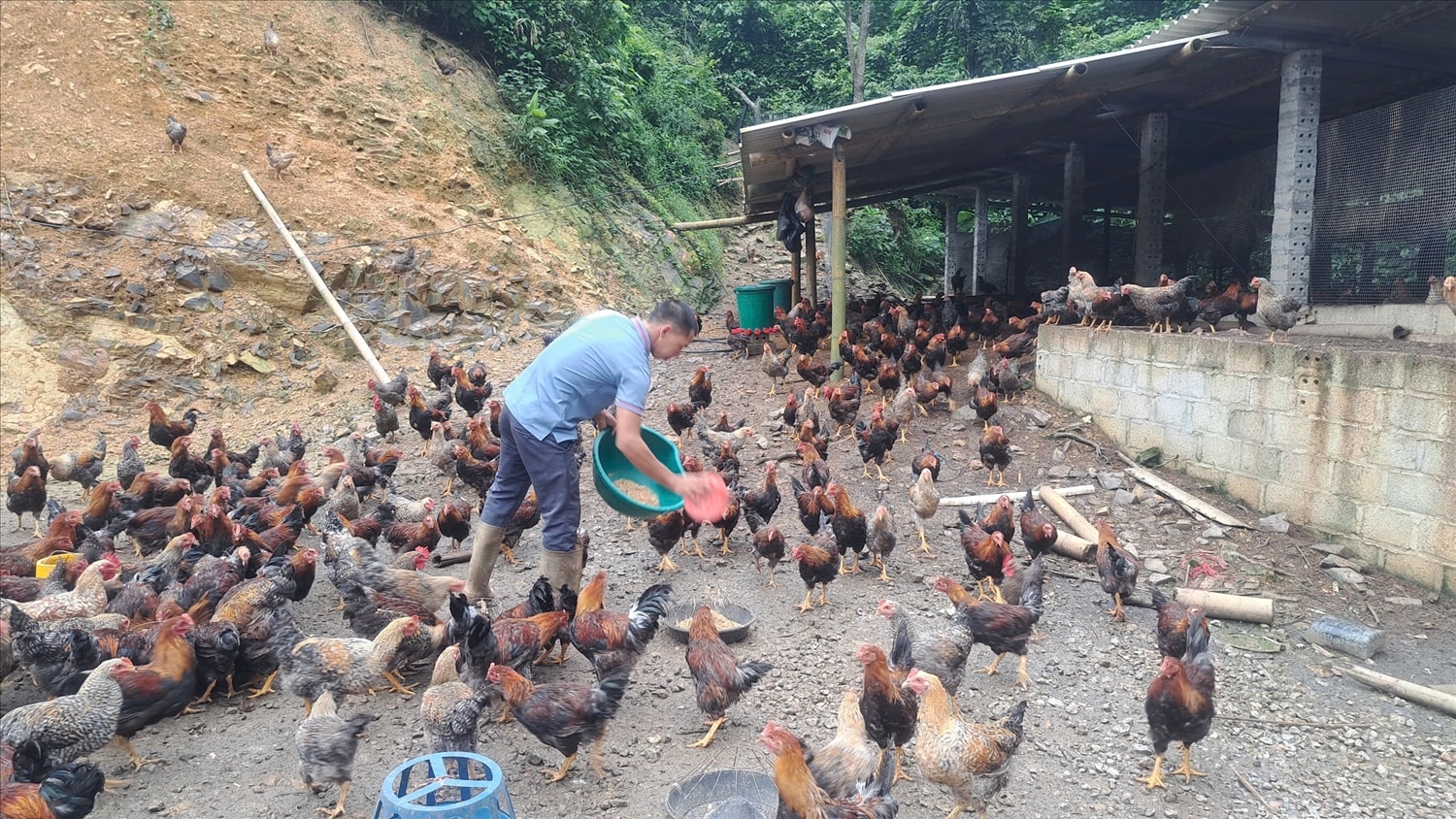 Mô hình nuôi gà dưới tán hồi  ở huyện Bình Gia, tỉnh Lạng Sơn thuộc dự án hỗ trợ phát triển sản xuất Chương trình MTQG phát triển kinh tế - xã hội vùng đồng bào DTTS và miền núi