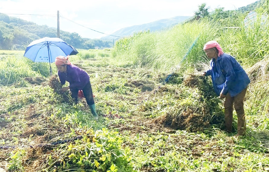 Người dân xã Khổng Lào, huyện Phong Thổ, tỉnh Lai Châu giúp nhau thu hoạch lạc.