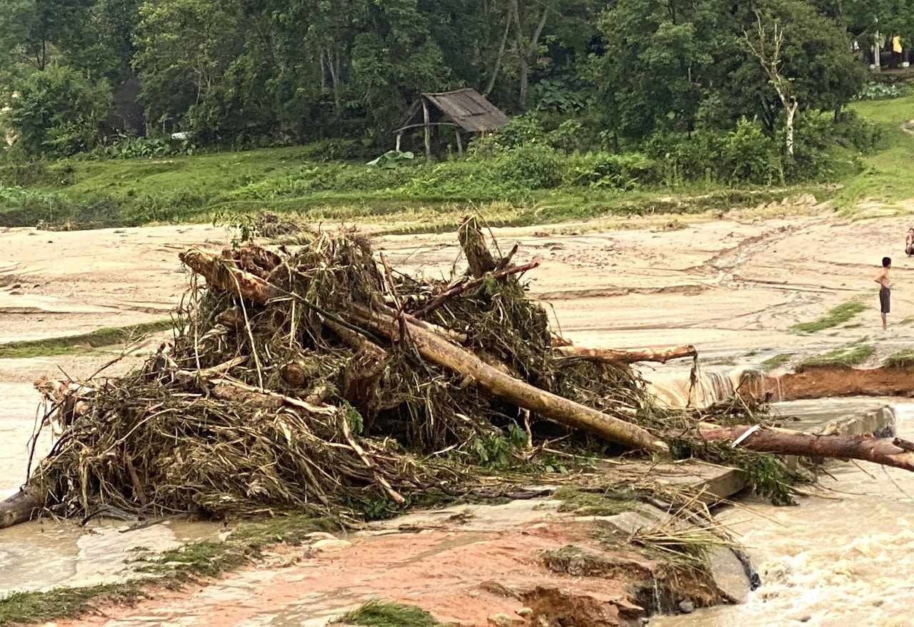 Nhiều cây gỗ lớn nằm ngổn ngang.