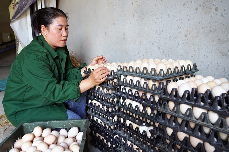 Hiện chị Nguyễn Thị Như Mận đang xây dựng sản phẩm trứng của trang trại mình thành sản phẩm OCOP