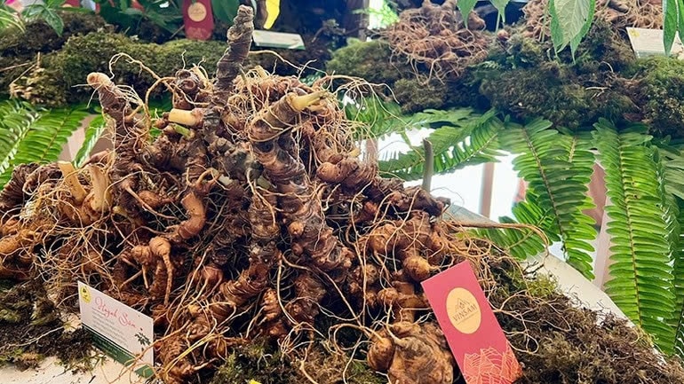 Sâm Ngọc Linh từ một 